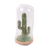 Decorational Plant