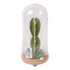 Decorational Plant