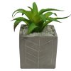 Plant With Marble Pot