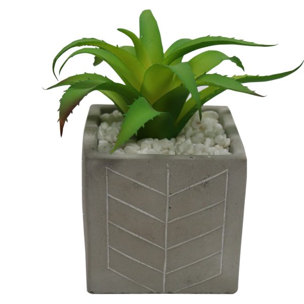 Plant With Marble Pot