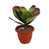 Plant With Plastic Pot